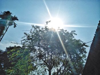 Low angle view of trees against bright sun