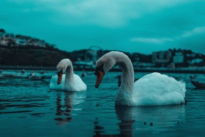 Swans swimming in lake