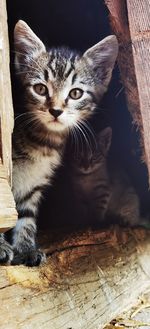 Portrait of kitten sitting on wood