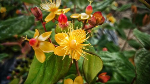 Close-up of yellow flowers blooming outdoors