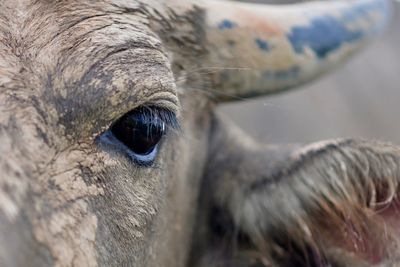 Close-up portrait of horse