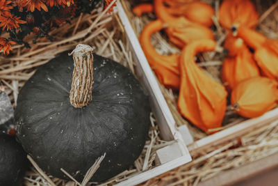 Close-up of pumpkin