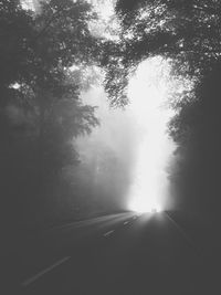 Sunlight streaming through trees on road