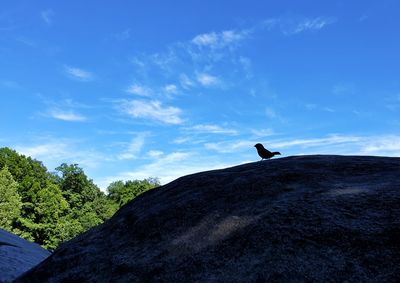 Low angle view of bird on rock against sky
