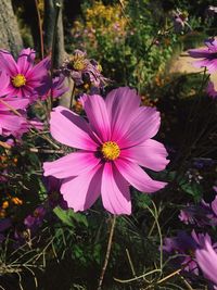 Close-up of purple cosmos blooming outdoors