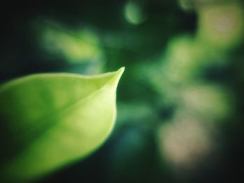 Close-up of leaf