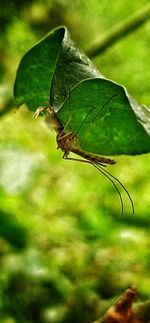 Close-up of butterfly on leaf