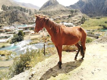 Horse standing on mountain