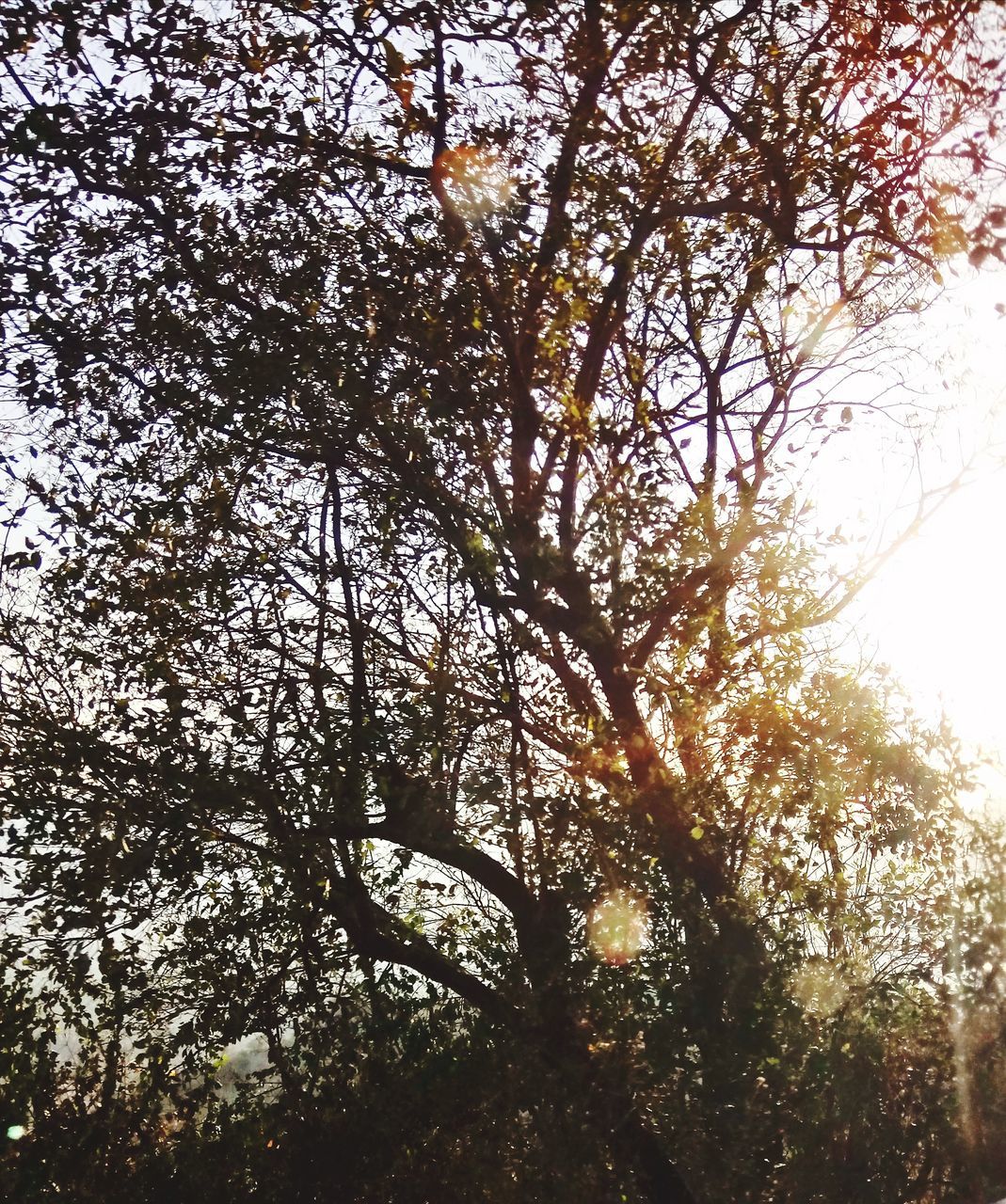 tree, nature, beauty in nature, growth, branch, low angle view, day, no people, outdoors, tranquility, sunlight, scenics, backgrounds, forest, sky, freshness, fragility