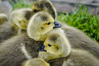 Close-up of ducklings on grass