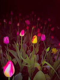 Colorful flowers at night