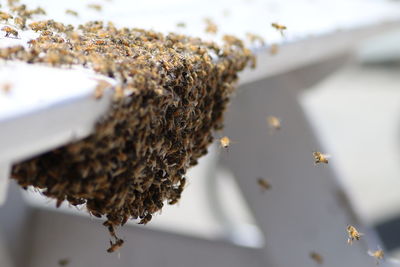 Close-up of bees