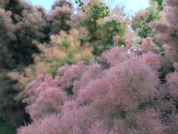 Pink flowers blooming on tree