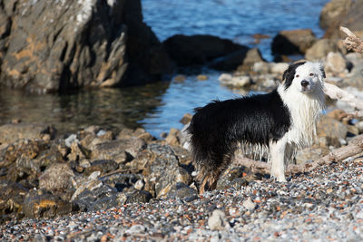 Close-up of dog by sea