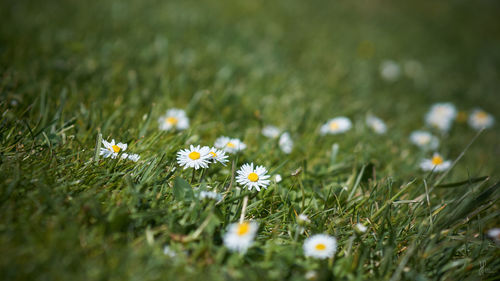 Close-up of daisy flowers on field