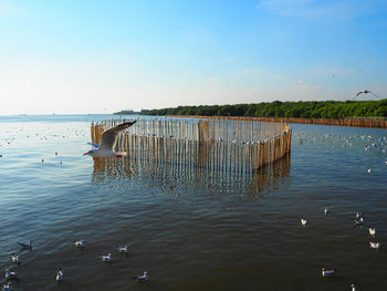 Seagulls on wooden post in sea against sky