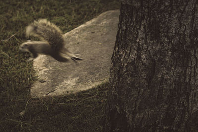 Squirrel on tree trunk