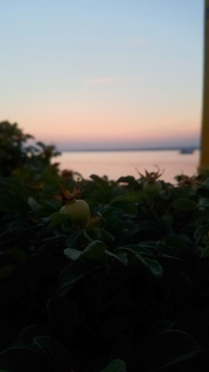 sky, beauty in nature, tranquility, nature, sea, tranquil scene, plant, sunset, water, no people, scenics - nature, horizon over water, land, growth, leaf, horizon, plant part, beach, close-up, outdoors