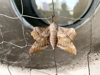 Close-up of dry leaf hanging on rope