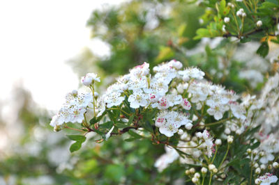 Close-up of white flowers on branch