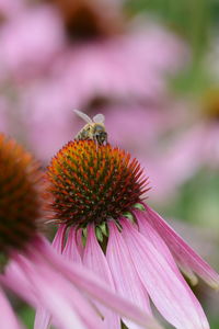 Close-up of insect on flower