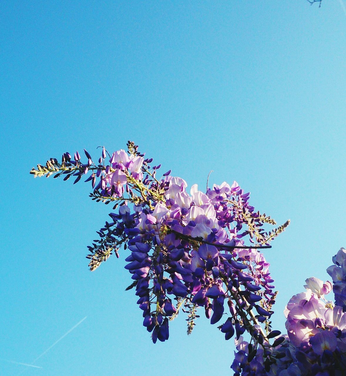 clear sky, flower, low angle view, freshness, blue, growth, branch, beauty in nature, copy space, fragility, tree, nature, blossom, blooming, in bloom, pink color, petal, springtime, cherry tree, day