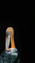 Close-up of bird against black background
