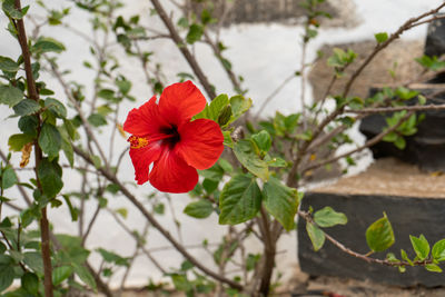 Close-up of red hibiscus on plant