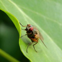 Close-up of insect on leaf