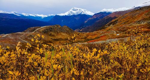 Thompson pass near valdez alaska in autumn 