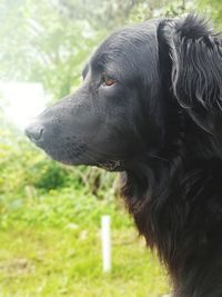 Close-up of dog looking away