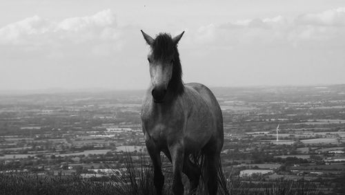 Horse standing on field against sky