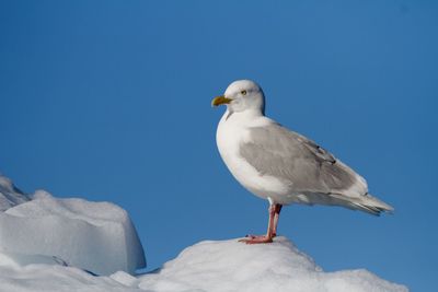 Glaucous gull stands proud atop a snowy arctic iceberg against blue sky background