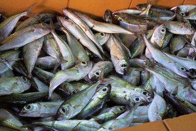 Close-up of dead fish for sale in market