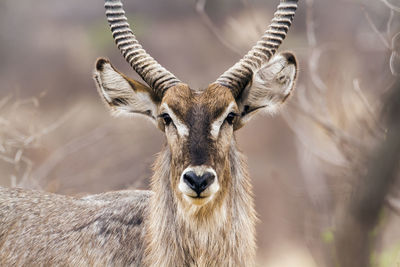 Portrait of deer