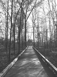 Empty boardwalk amidst trees at forest