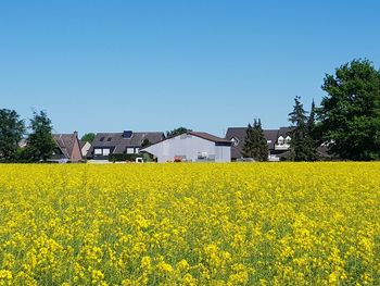 Yellow flowers growing on field by buildings against clear sky