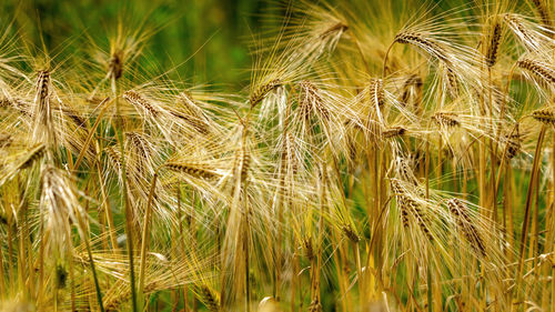 Close-up of stalks in field