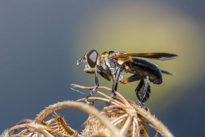 Close-up of insect