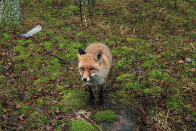 Fox walking on field