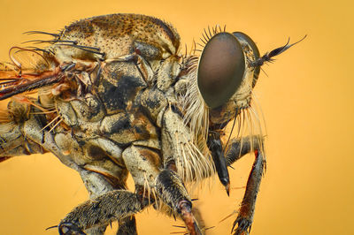 Close-up of fly against yellow background