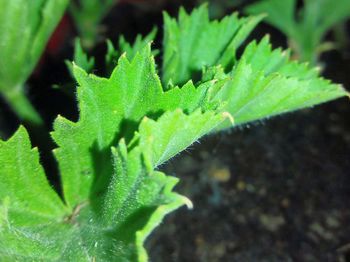 Close-up of green leaves