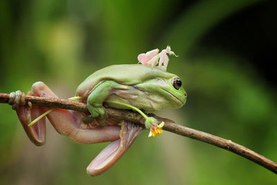 Close-up of frog on branch