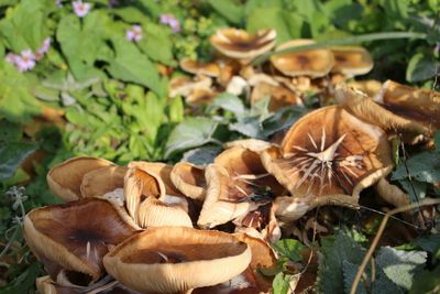 Close-up of mushroom growing in field