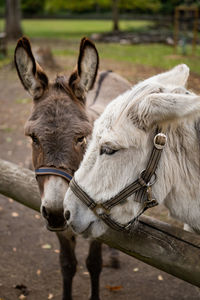 Portrait of a 2 donkeys on field