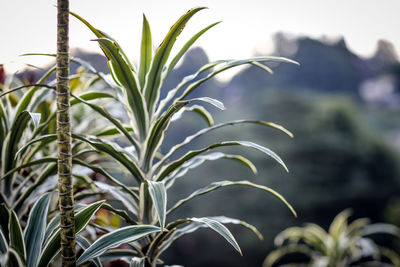 Close-up of fresh green plant