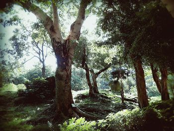 Trees in forest