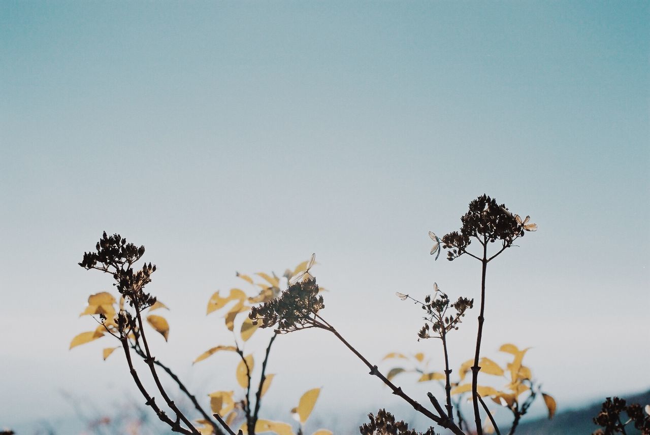 clear sky, low angle view, growth, tree, nature, copy space, flower, branch, beauty in nature, plant, silhouette, freshness, stem, tranquility, sky, fragility, outdoors, no people, high section, leaf