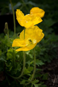 Close-up of bee on yellow flower