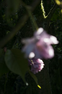 Close-up of flowers